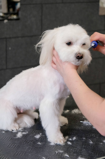 Professional care for the dog Maltese lap dog. Grooming the dog in the grooming salon. - Photo, Image