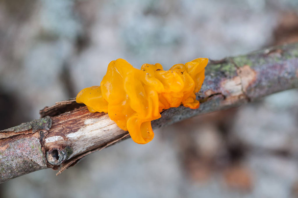 Gele schimmel op een tak van een rotte boom - Foto, afbeelding