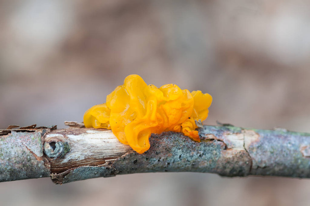 Yellow fungus on a branch of a rotten tree - Photo, Image