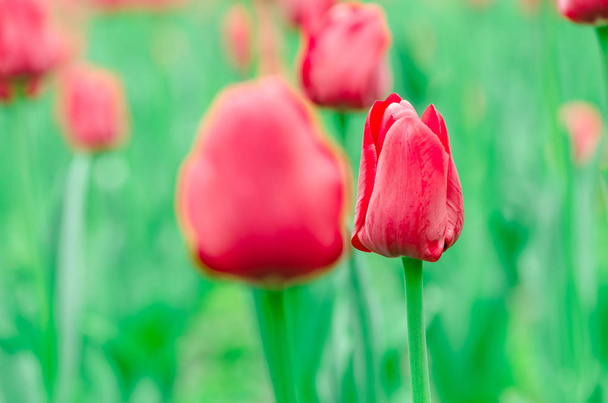 Close-up van een rode tulp. Veld met bloeiende rode bloemen - Foto, afbeelding