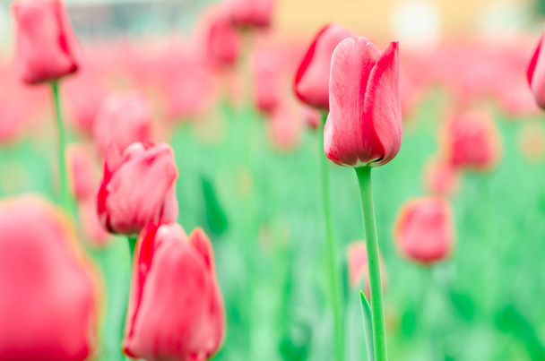 Detail červený Tulipán. Pole s kvete červenými květy - Fotografie, Obrázek