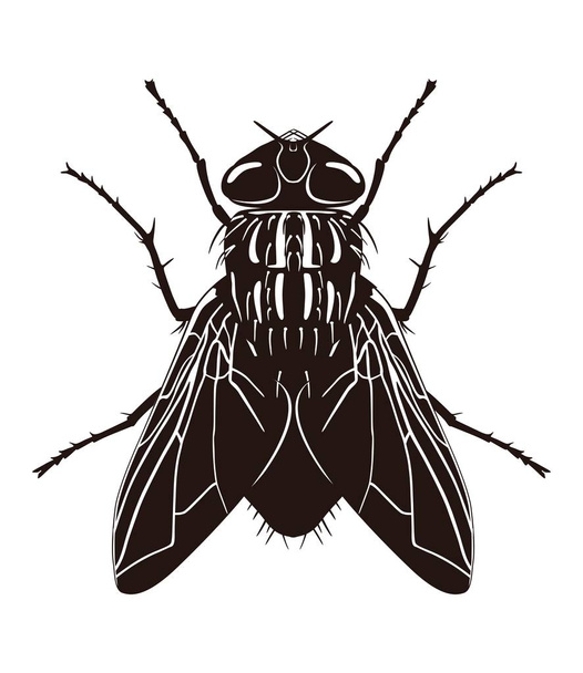 Sílhueta escura de mosca. Vista de cima. Ilustração vetorial
 - Vetor, Imagem