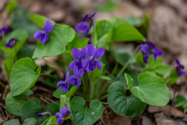 Spring flower in the forest, early spring. Herbaceous perennial plant - Viola odorata wood violet, sweet violet, english violet, garden viole  - Photo, Image