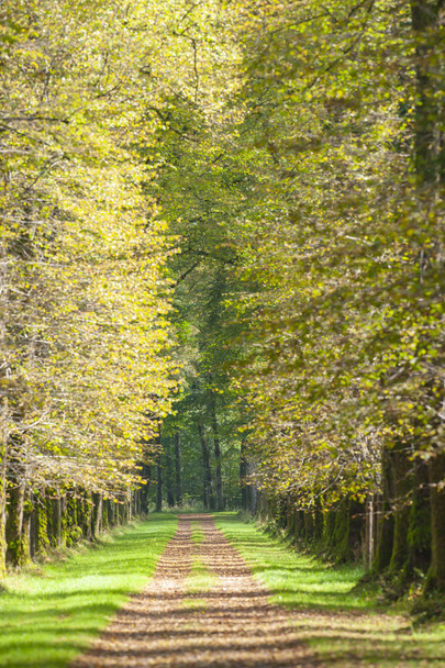 Avenue with many linden trees in row and footpath - Fotografie, Obrázek