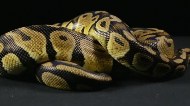 Kraliyet python tarama - Video, Çekim