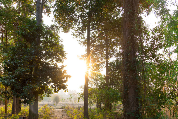 タイ農村のフィールドの朝日の出 - 写真・画像
