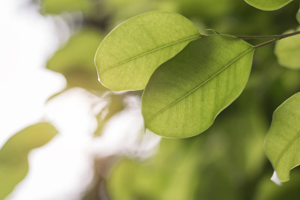 Zielony liść w tło zielony - Zdjęcie, obraz
