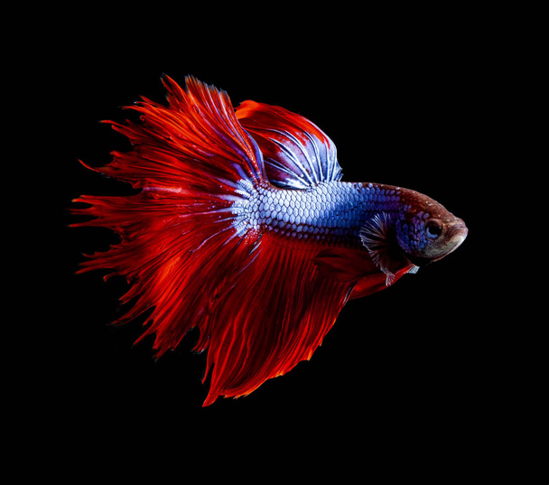 side view full body of red fin siamese betta fish on black backg - Photo, Image
