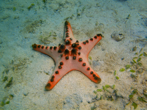 The amazing and mysterious underwater world of the Philippines, Luzon Island, Anilo, starfish - Фото, зображення