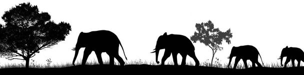 Elephants silhouette and trees in the savannah - Vector, Image