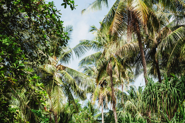 Green tall palm trees and blue sky. View from below - Zdjęcie, obraz