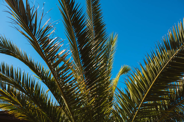 Φοινικόδεντρα στο φόντο του ουρανού σε μια ζεστή καλοκαιρινή μέρα - Φωτογραφία, εικόνα