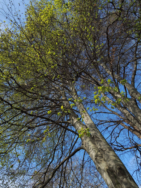 Árboles de haya viejos en ciernes en el parque a finales de abril
 - Foto, imagen