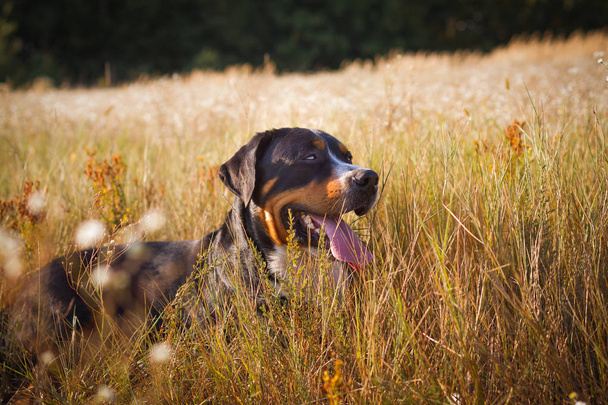 Great swiss mountain dog lying in the grass outdoors - Photo, Image