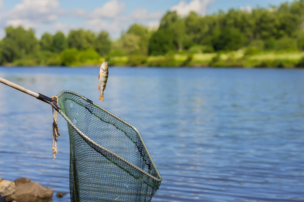 Trophy fishing. Small fish on fishing line, an old fish landing net, sunny landscape with water. Concepts fortune, success, active rest, irony, countryside relaks - Photo, image