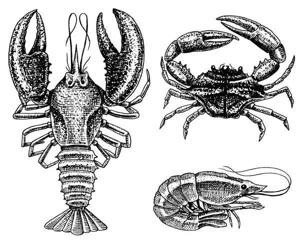 Crustaceans, shrimp, lobster or crayfish, crab with claws. River and lake or sea creatures. Freshwater aquarium. Seafood for the menu. Engraved hand drawn in old vintage sketch. Animals of the ocean. - Vector, Image