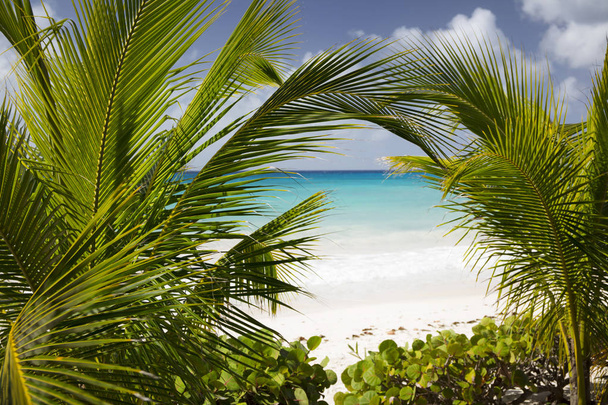 Саммер. Экзотические каникулы. Пальмы. Бирюзовая вода. Солнечное голубое небо. Красивый пляж с белым песком. Пальцем на лифте
. - Фото, изображение