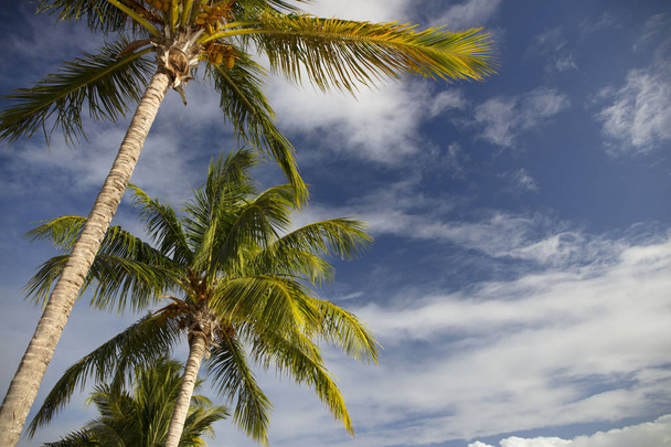 Літо. Екзотична відпустка. Пальмові дерева. Бірюзова вода. Сонячне блакитне небо. Красивий пляж з білим піском. Великий ліфт
. - Фото, зображення