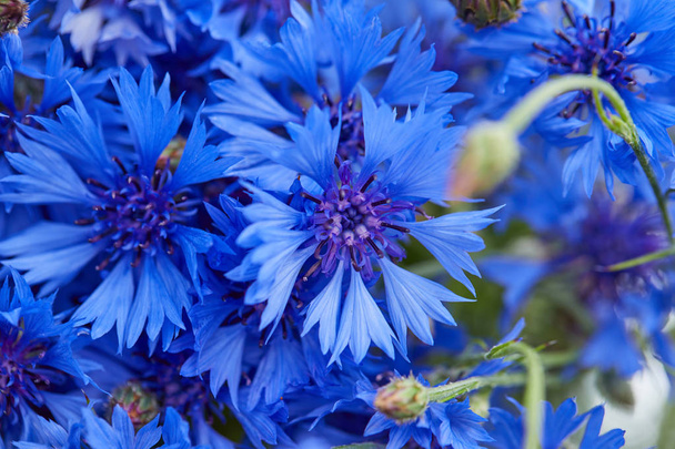 belas flores azuis de flores de milho, close-up
    - Foto, Imagem