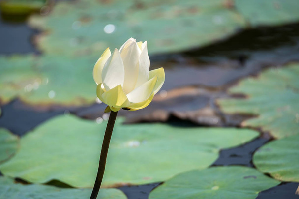 Witte lotus of Nelumbo nucifera - Foto, afbeelding