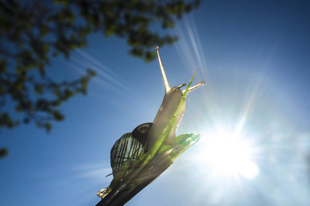 Kleine tuin slak klimmen via gras bijkantoor op rising - Foto, afbeelding