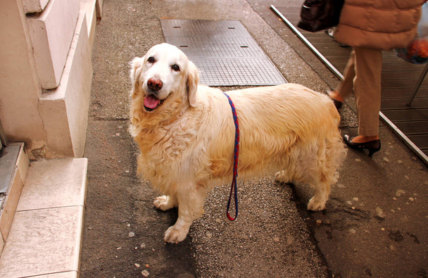 Sokakta köpek Golden retriever - Fotoğraf, Görsel