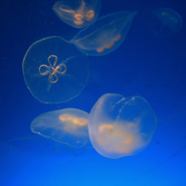 meduusat - Valokuva, kuva