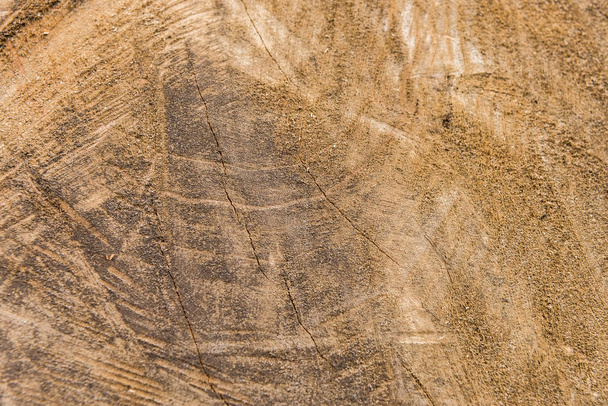 Detailed sawed wood detailed background - Foto, Bild