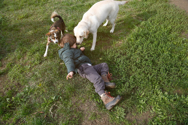 Μικρό αγόρι παίζει με τα σκυλιά στο γρασίδι - Φωτογραφία, εικόνα