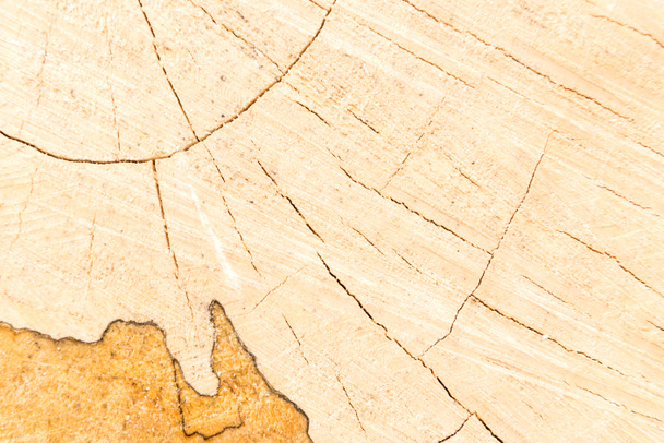 Cracks in circular wood cut surface - Фото, зображення