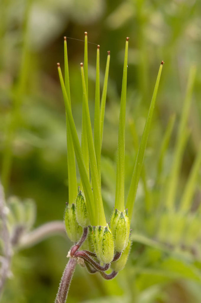 Nahaufnahme der schönen langschnabeligen Storchenschnabel (erodium botrys) Wildpflanze. - Foto, Bild