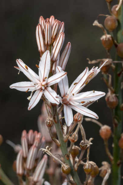 Vue rapprochée des belles fleurs d'Asphodelus ramosus (asphodel ramifié)
 - Photo, image