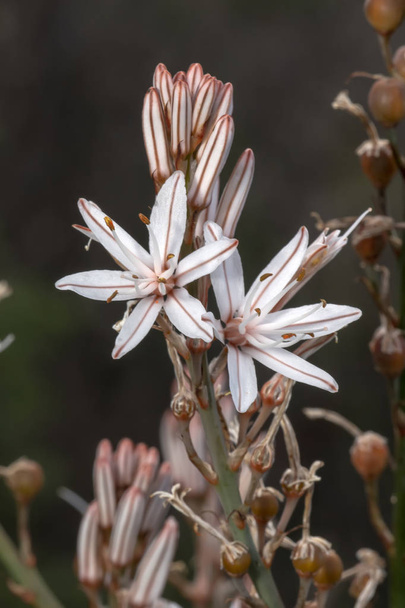 Vue rapprochée des belles fleurs d'Asphodelus ramosus (asphodel ramifié)
 - Photo, image