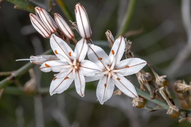 美しい Asphodelus ramosus (分岐アスフォデル) 花のクローズ アップ ビュー - 写真・画像