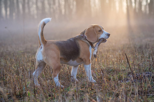 Beagle-Hund beim Gassigehen im Nebel - Foto, Bild