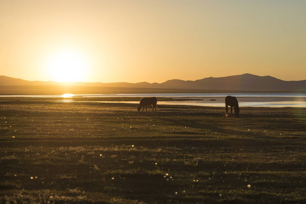 夕日山範囲表示と表示される水平線の美しい風景の中で草食動物のシルエット - 写真・画像