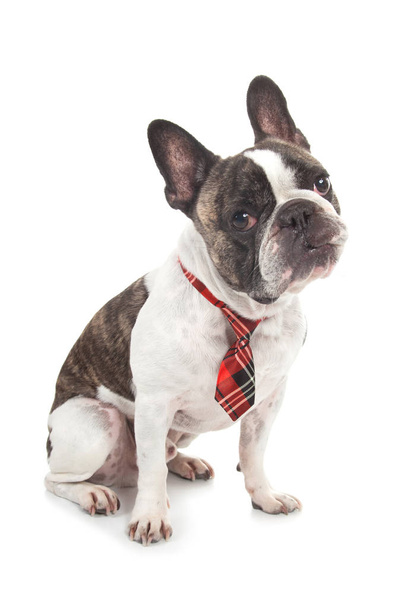 cute interrogative french bulldog with red tile tie leaning head - Foto, afbeelding