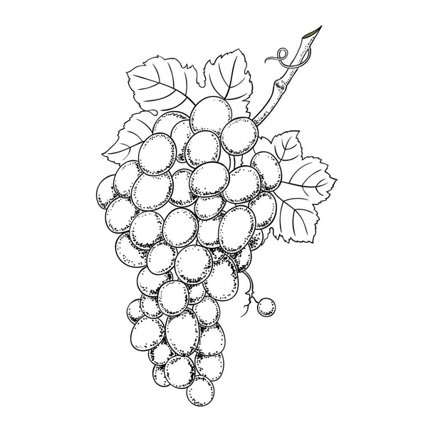 Vector grape branch illustration. Vintage botanical hand drawn illustration.  - Vector, Image