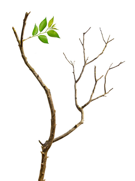 Primer plano de la rama seca
  - Foto, Imagen