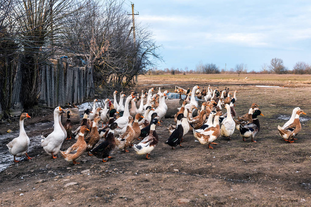 ζουν τα κοτόπουλα, πάπιες και χήνες στο αγρόκτημα - Φωτογραφία, εικόνα