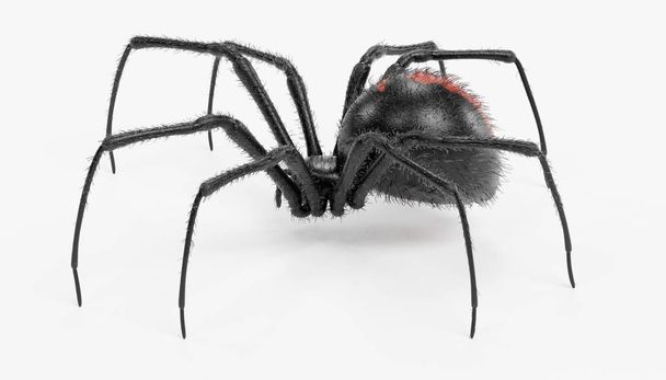 Kara dul örümceği gerçekçi 3d Render  - Fotoğraf, Görsel