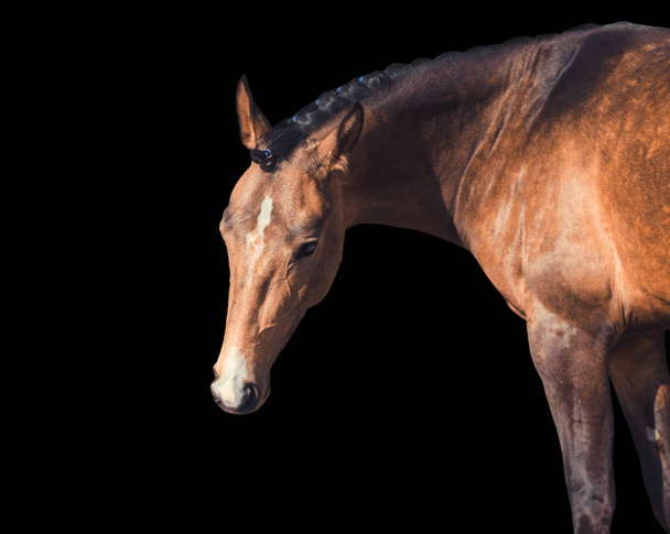 Portret van paard geïsoleerd op witte achtergrond - Foto, afbeelding