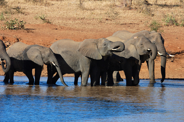 Afrikaanse olifant - Foto, afbeelding