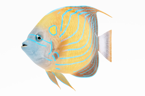 Realistic 3D Render of Blue Ring Angel Fish - Photo, Image