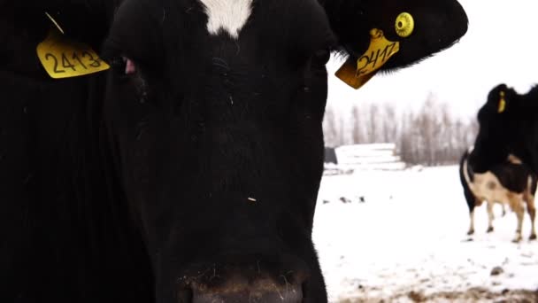 Cabeza de vaca con el número en la oreja de cerca
 - Metraje, vídeo