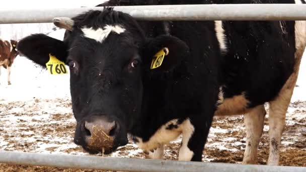 Głowa krowy z numerem na uchu forsować ogrodzenie - Materiał filmowy, wideo