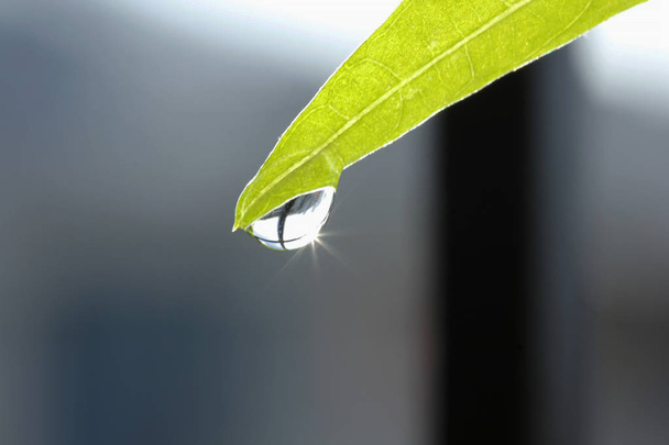 Water droplets on a leaf tip - 写真・画像