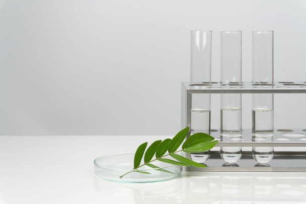 πράσινα φύλλα με εργαστηριακά γυαλικά και εξοπλισμός - Φωτογραφία, εικόνα