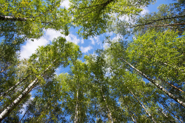 Forêt de bouleaux en été, vue sur le fond
 - Photo, image