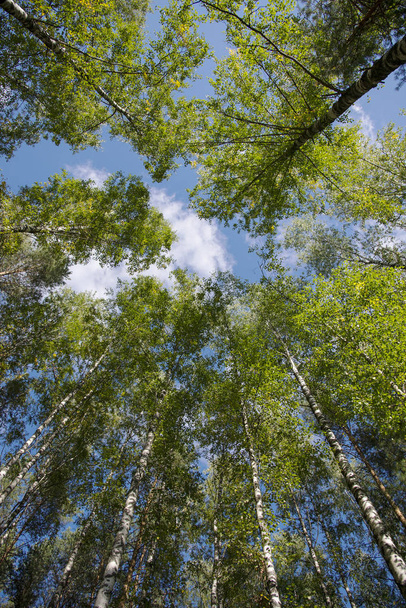 Birch forest in summer - Photo, Image